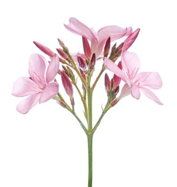 Neryum zakkum, pembe zakkum çiçekleri kesme yolu ile beyaz arka planda izole edilmiş 