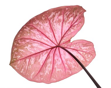 Caladium bicolor yaprağı ya da Yaprak Bitkileri Kraliçesi, beyaz arka planda izole edilmiş iki renkli yaprak, kırpma yolu                             