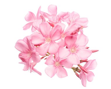 Neryum zakkum, pembe zakkum çiçekleri kesme yolu ile beyaz arka planda izole edilmiş 