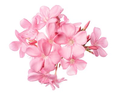 Neryum zakkum, pembe zakkum çiçekleri kesme yolu ile beyaz arka planda izole edilmiş 