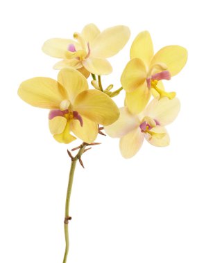 Sarı orkide, Filipin zemin orkidesi, beyaz arka planda izole tropik çiçekler, kırpma yolu ile                     