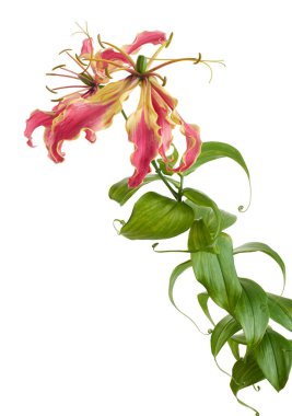 Alevli zambak, Ateş Zambağı, Gloriosa süper çiçeği beyaz arka planda izole edilmiş, kırpma yolu ile                          