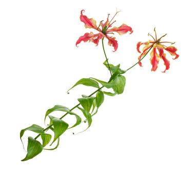 Alevli zambak, Ateş Zambağı, Gloriosa süper çiçeği beyaz arka planda izole edilmiş, kırpma yolu ile                          