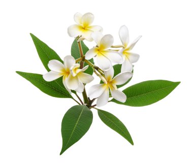 Beyaz Plumeria çiçekleri (Frangipani), dalda açan kokulu beyaz çiçek, beyaz arka planda izole edilmiş, kırpma yolu ile          