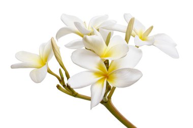 Beyaz Plumeria çiçekleri (Frangipani), dalda açan kokulu beyaz çiçek, beyaz arka planda izole edilmiş, kırpma yolu ile          