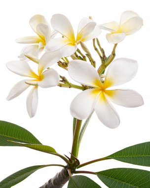 Beyaz Plumeria çiçekleri (Frangipani), dalda açan kokulu beyaz çiçek, beyaz arka planda izole edilmiş, kırpma yolu ile          