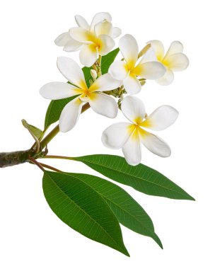 Beyaz Plumeria çiçekleri (Frangipani), dalda açan kokulu beyaz çiçek, beyaz arka planda izole edilmiş, kırpma yolu ile          