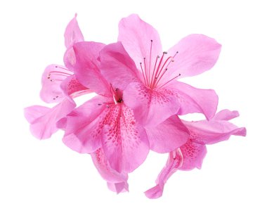 Azaleas flowers with leaves, Pink flowers isolated on white background with clipping path  clipart