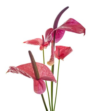 Flamingo flower, Anthurium sweet dream flower isolated on white background, with clipping path  clipart