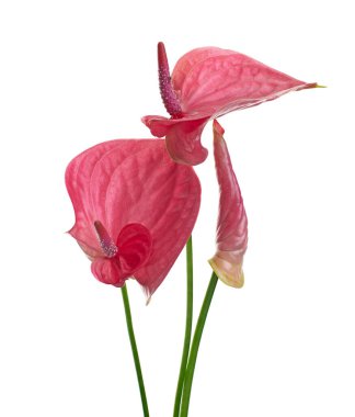 Flamingo flower, Anthurium sweet dream flower isolated on white background, with clipping path  clipart