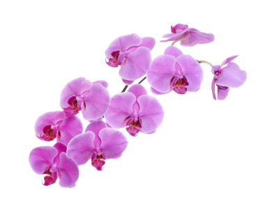 Purple Phalaenopsis Orchid, Moth Orchids isolated on white background, with clipping path                              clipart