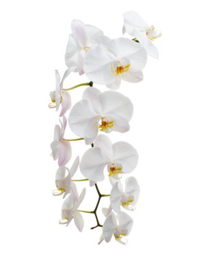 Beyaz falaenopsis orkidesi, beyaz arkaplanda izole edilmiş güve orkideleri, kırpma yolu ile                       