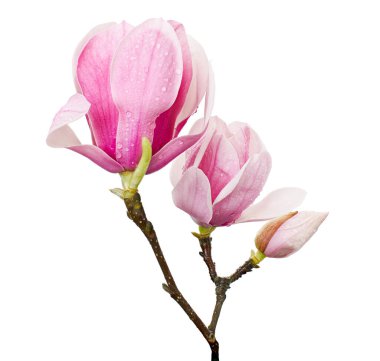 Yapraklı Magnolia liiflora çiçeği, beyaz arka planda izole Lily manolya çiçeği, kırpma yolu ile