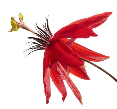 Passiflora coccinea, kırmızı tutku çiçeği beyaz arka planda kırpma yolu ile izole edilmiş