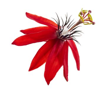 Passiflora coccinea, kırmızı tutku çiçeği beyaz arka planda kırpma yolu ile izole edilmiş
