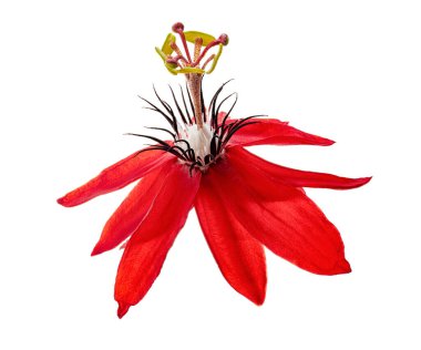 Passiflora coccinea, kırmızı tutku çiçeği beyaz arka planda kırpma yolu ile izole edilmiş