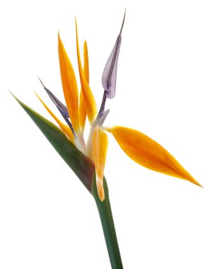 Yapraklı Strelitzia reginae çiçeği, cennet kuşu çiçeği, beyaz arka planda izole edilmiş tropik çiçek, kırpma yolu ile                              
