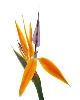 Yapraklı Strelitzia reginae çiçeği, cennet kuşu çiçeği, beyaz arka planda izole edilmiş tropik çiçek, kırpma yolu ile                              
