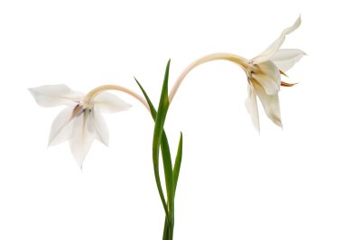 Gladiolus çiçekleri, beyaz arka planda soyutlanmış beyaz gladiolus çiçekleri, kırpma yolu 