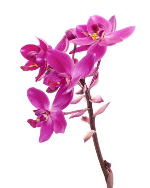 Mor orkide, Filipin zemin orkidesi, beyaz arka planda izole tropik çiçekler, kırpma yolu ile
