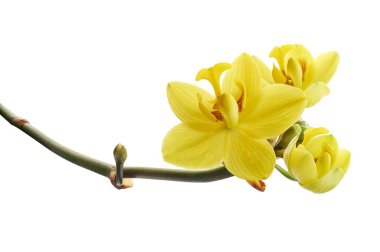 Sarı orkide, Filipin zemin orkidesi, beyaz arka planda izole tropik çiçekler, kırpma yolu ile