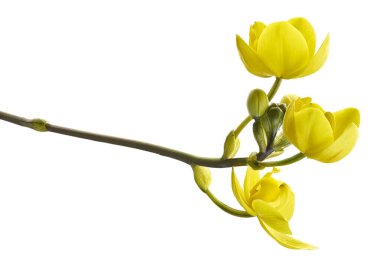 Sarı orkide, Filipin zemin orkidesi, beyaz arka planda izole tropik çiçekler, kırpma yolu ile