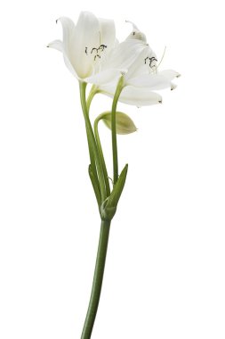 Crinum moorei çiçekleri, Natal Lily, Beyaz Lily beyaz arka planda izole edilmiş. 