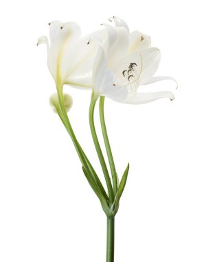 Crinum moorei flowers, Natal Lily, White Lily isolated on white background  clipart