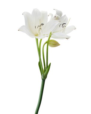 Crinum moorei çiçekleri, Natal Lily, Beyaz Lily beyaz arka planda izole edilmiş.