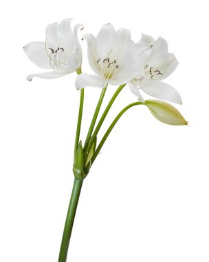 Crinum moorei çiçekleri, Natal Lily, Beyaz Lily beyaz arka planda izole edilmiş.