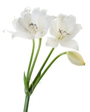 Crinum moorei çiçekleri, Natal Lily, Beyaz Lily beyaz arka planda izole edilmiş.