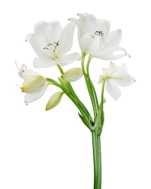 Crinum moorei çiçekleri, Natal Lily, Beyaz Lily beyaz arka planda izole edilmiş.