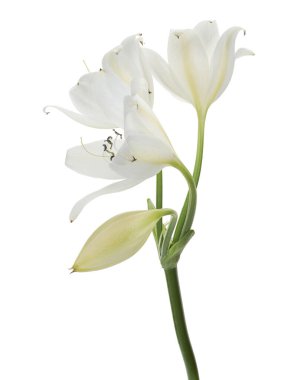 Crinum moorei çiçekleri, Natal Lily, Beyaz Lily beyaz arka planda izole edilmiş.