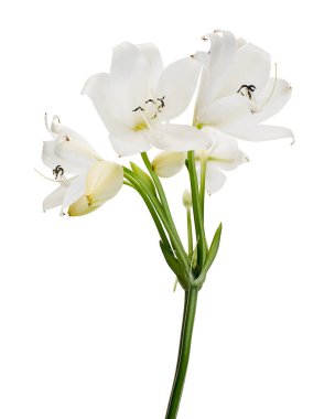 Crinum moorei çiçekleri, Natal Lily, Beyaz Lily beyaz arka planda izole edilmiş.  