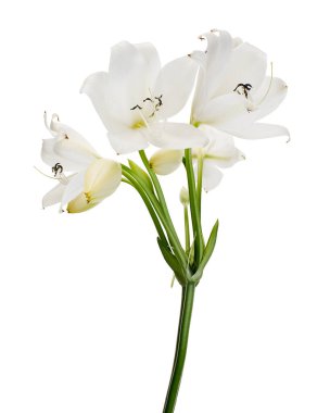 Crinum moorei flowers, Natal Lily, White Lily isolated on white background   clipart