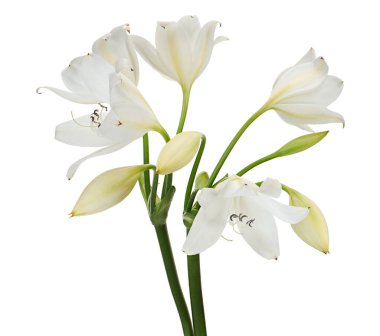 Crinum moorei çiçekleri, Natal Lily, Beyaz Lily beyaz arka planda izole edilmiş.  