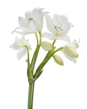 Crinum moorei çiçekleri, Natal Lily, Beyaz Lily beyaz arka planda izole edilmiş.  