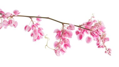 Pembe mercan sarmaşık çiçekleri, beyaz arka planda izole edilmiş antigonon leptopus, kırpma yolu ile                     