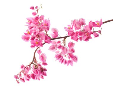 Pembe mercan sarmaşık çiçekleri, beyaz arka planda izole edilmiş antigonon leptopus, kırpma yolu ile                     