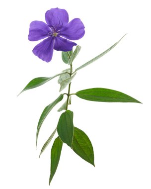 Malabar melastome flowers with leaves, Tropical purple flower isolated on white background                            clipart