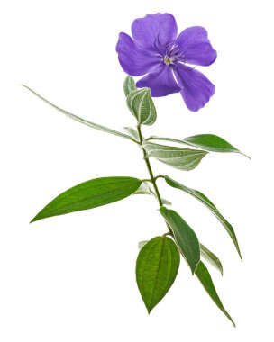 Yapraklı Malabar melastome çiçekleri, beyaz arkaplanda izole edilmiş tropik mor çiçek                           