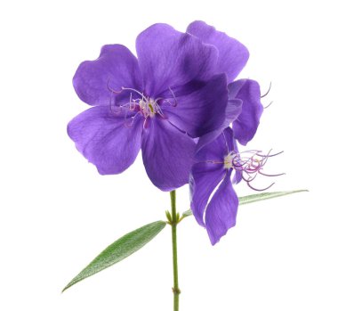 Yapraklı Malabar melastome çiçekleri, beyaz arkaplanda izole edilmiş tropik mor çiçek                           