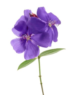 Yapraklı Malabar melastome çiçekleri, beyaz arkaplanda izole edilmiş tropik mor çiçek                           