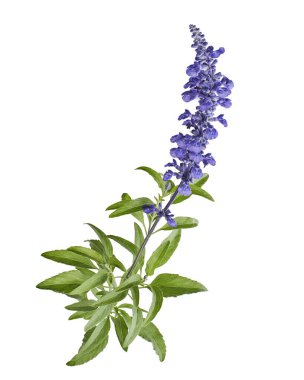 Salvia farinacea, Blue salvia, Mealy cup sage or Mealy sage flowers blooming with leaves, isolated on white background, with clipping path clipart