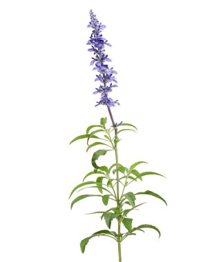 Ada çayı farinacea, mavi ada çayı, Mealy Kupası yapraklarla, kırpma yolu ile beyaz arka plan üzerinde izole çiçek açan adaçayı veya Mealy adaçayı çiçekleri