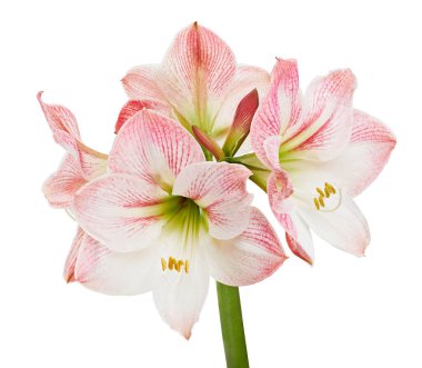 Hippeastrum veya Amaryllis çiçekleri, Pembe amaryllis çiçekler beyaz arka plan izole, kırpma yolu ile