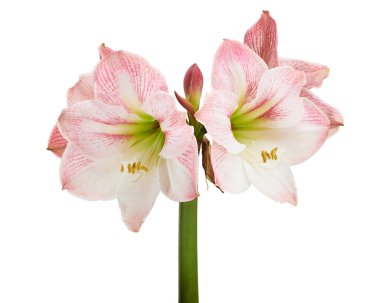Hippeastrum veya Amaryllis çiçekleri, Pembe amaryllis çiçekler beyaz arka plan izole, kırpma yolu ile