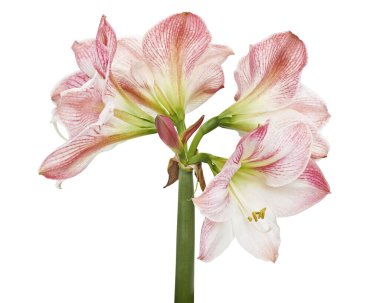 Hippeastrum veya Amaryllis çiçekleri, Pembe amaryllis çiçekler beyaz arka plan izole, kırpma yolu ile