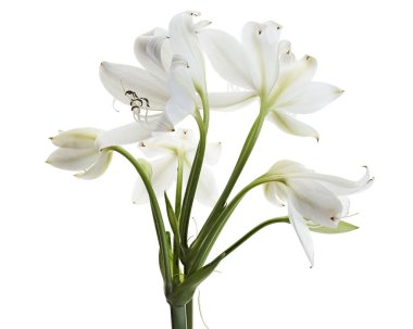 Crinum moorei çiçekleri, Natal Lily, Beyaz Lily beyaz arka planda izole edilmiş.                       