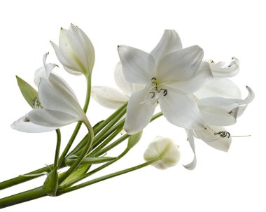 Crinum moorei çiçekleri, Natal Lily, Beyaz Lily beyaz arka planda izole edilmiş.                       